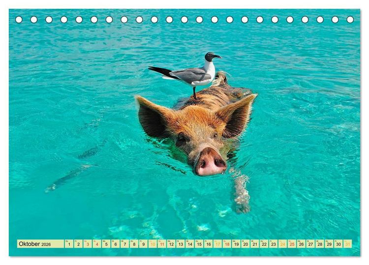 Produktbild: Lustig und verr&uuml;ckt - der ganz andere Tierkalender (Tischkalender 2026 DIN A5 quer), CALVENDO Monatskalender
