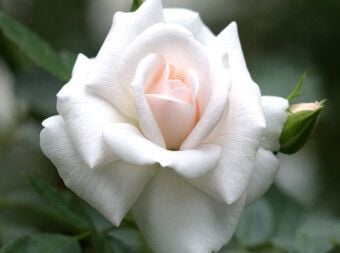 Produktbild: CALVENDO Puzzle Rose 'Gru&szlig; an Aachen' | 2000 Teile Lege-Gr&ouml;&szlig;e 90x67cm Foto-Puzzle f&uuml;r gl&uuml;ckliche Stunden