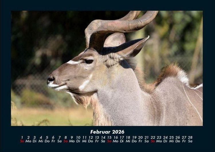 Produktbild: Tiere in der Wildnis 2026 Fotokalender DIN A4