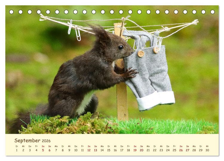 Produktbild: Eichh&ouml;rnchen - zauberhaft verspielt (Tischkalender 2026 DIN A5 quer), CALVENDO Monatskalender