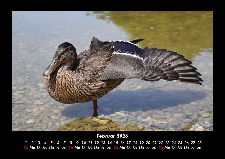 Produktbild: Welt der Tiere 2026 Fotokalender DIN A3