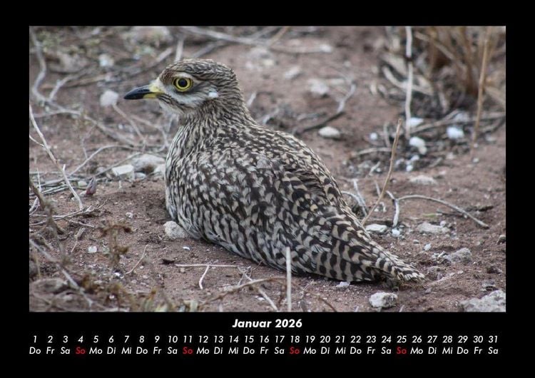 Produktbild: Vogelparadies 2026 Fotokalender DIN A3