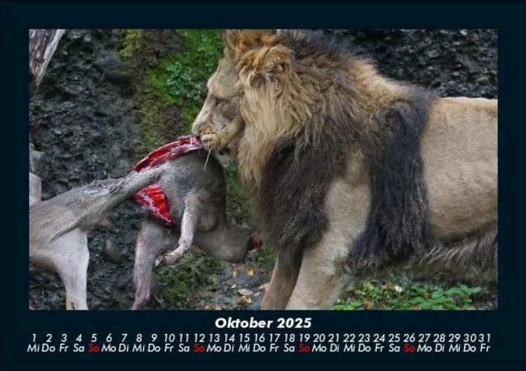 Produktbild: L&ouml;wen in der Wildnis 2025 Fotokalender DIN A5