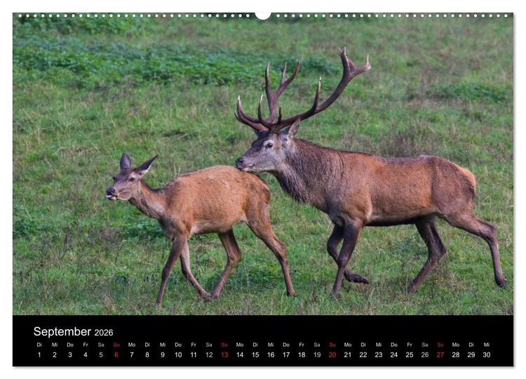 Produktbild: Der Rothirsch, K&ouml;nig der W&auml;lder (hochwertiger Premium Wandkalender 2026 DIN A2 quer), Kunstdruck in Hochglanz