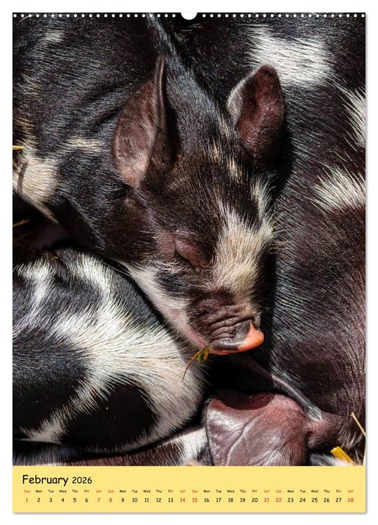Produktbild: Just Pigs (High Quality Premium Wall Calendar 2026 DIN A2 portrait),CALVENDO 12 Month Wall Calendar