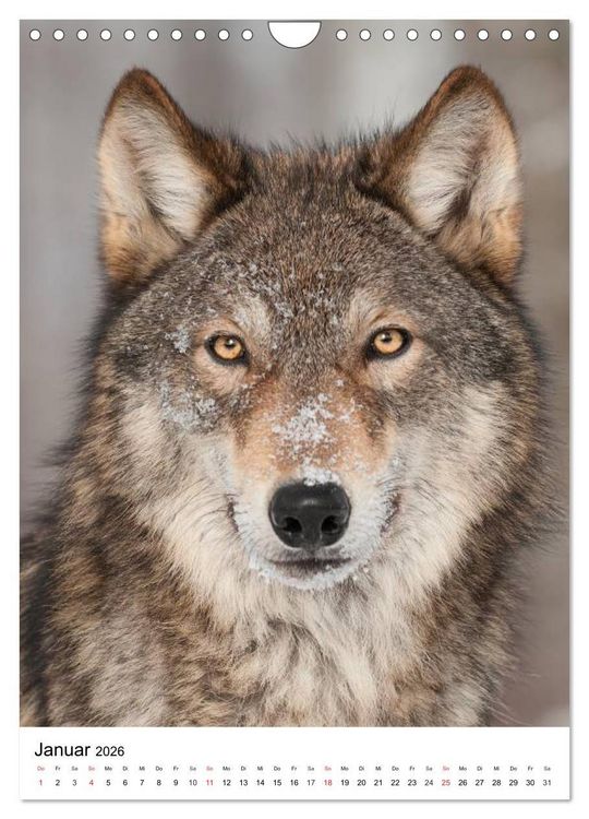 Produktbild: Wolf-Gesichter (Wandkalender 2026 DIN A4 hoch), CALVENDO Monatskalender