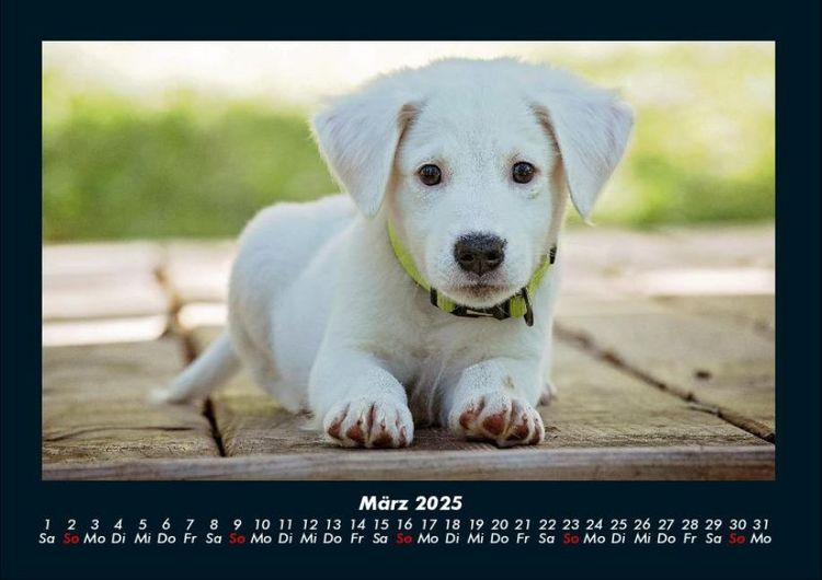 Produktbild: Welpen 2025 Fotokalender DIN A4