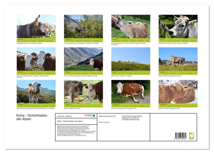Produktbild: K&uuml;he - Sch&ouml;nheiten der Alpen (Wandkalender 2026 DIN A2 quer), CALVENDO Monatskalender