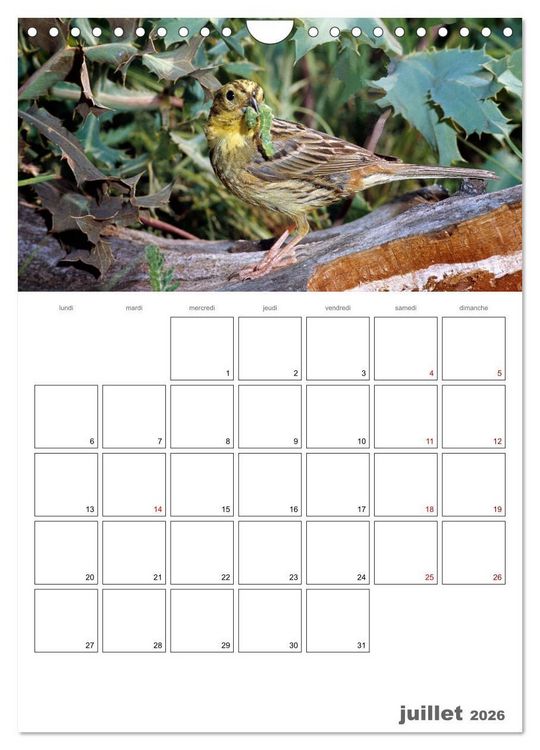 Produktbild: Les passereaux &agrave; l'or&eacute;e de la vie (Calendrier mural 2026 DIN A4 horizontal), CALVENDO calendrier mensuel