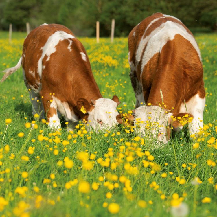 Produktbild: Tiere vom Bauernhof / Farm Animals 2027