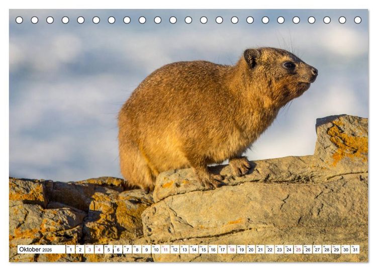 Produktbild: Wunderwelt der Tiere - S&uuml;dafrika (Tischkalender 2026 DIN A5 quer), CALVENDO Monatskalender