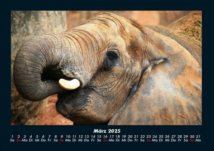 Produktbild: Elefanten - Die sanften Riesen Afrikas 2025 Fotokalender DIN A4