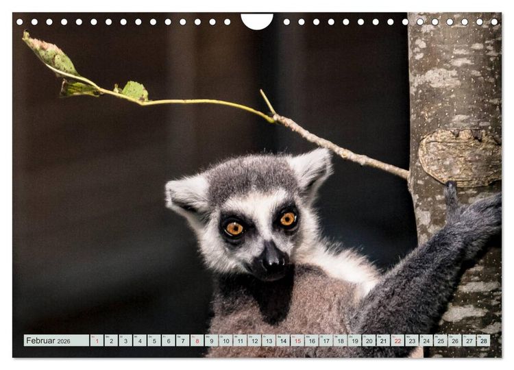 Produktbild: Makis ganz s&uuml;ss (Wandkalender 2026 DIN A4 quer), CALVENDO Monatskalender