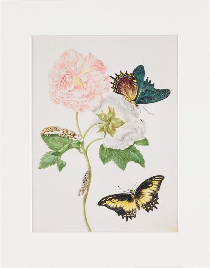 Produktbild: Maria Sibylla Merian - gerahmter Druck "Confederate Rose"