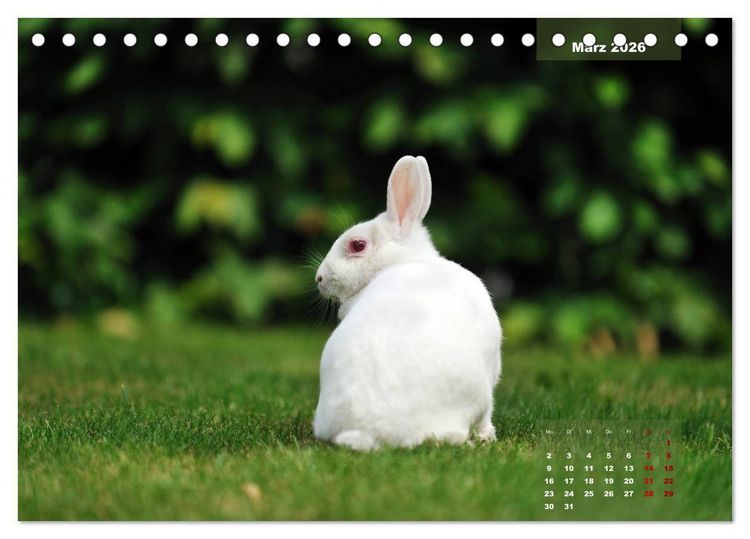 Produktbild: Kaninchen klein und putzig (Tischkalender 2026 DIN A5 quer), CALVENDO Monatskalender