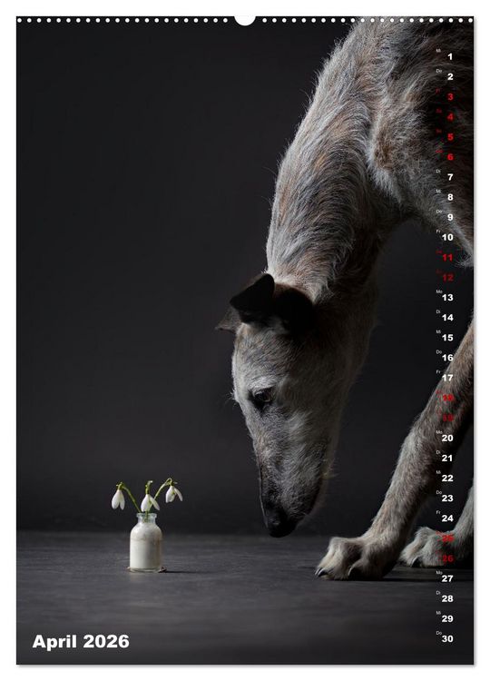 Produktbild: dogmuse deluxe (hochwertiger Premium Wandkalender 2026 DIN A2 hoch), Kunstdruck in Hochglanz