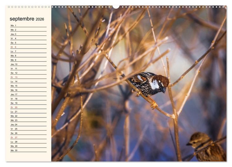 Produktbild: Notre nature sauvage, les passereaux d'Europe (Calendrier mural 2026 DIN A2 vertical), CALVENDO calendrier mensuel