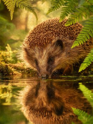 Produktbild: CALVENDO Puzzle Der Igel stillt seinen Durst am Spiegel der Natur | 1000 Teile Lege-Gr&ouml;&szlig;e 64x48cm Foto-Puzzle f&uuml;r gl&uuml;ckliche Stunden