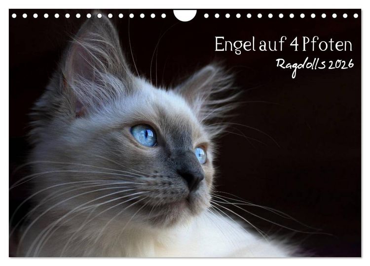 Produktbild: Engel auf 4 Pfoten - Ragdolls 2026 (Wandkalender 2026 DIN A4 quer), CALVENDO Monatskalender