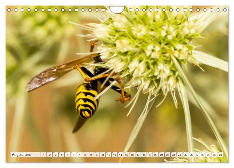 Produktbild: Popo-Kalender (Wandkalender 2026 DIN A4 quer), CALVENDO Monatskalender