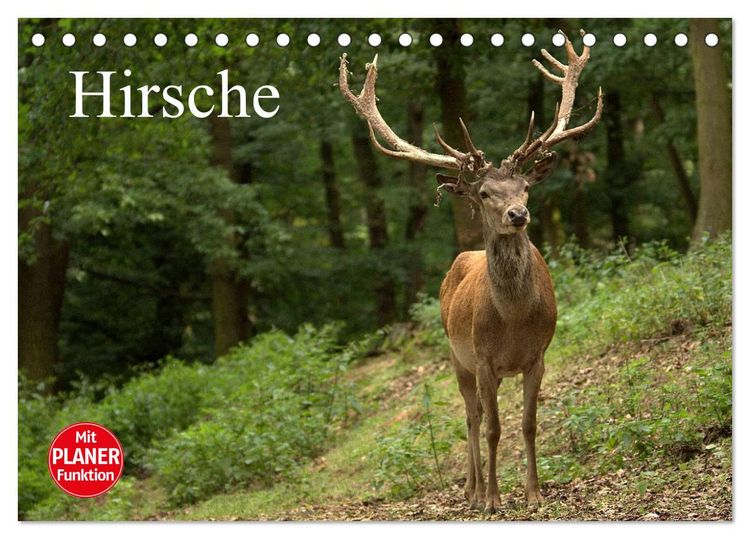 Produktbild: Hirsche (Tischkalender 2026 DIN A5 quer), CALVENDO Monatskalender
