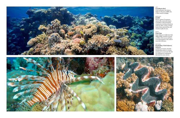 Produktbild: Reefs