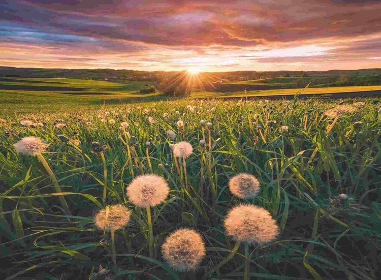 Produktbild: Erwachsenenpuzzle 500 Teile - Pusteblumen im Sonnenuntergang