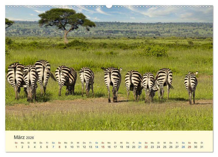Produktbild: Safari in Kenia (Wandkalender 2026 DIN A2 quer), CALVENDO Monatskalender