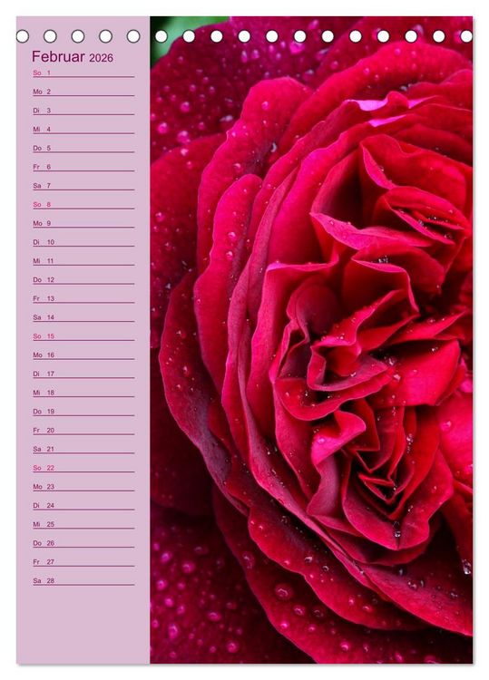 Produktbild: Rosen Symphonie (Tischkalender 2026 DIN A5 hoch), CALVENDO Monatskalender