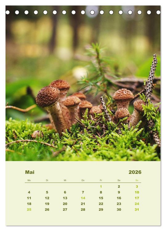 Produktbild: Wundersame Welt der Pilze (Tischkalender 2026 DIN A5 hoch), CALVENDO Monatskalender