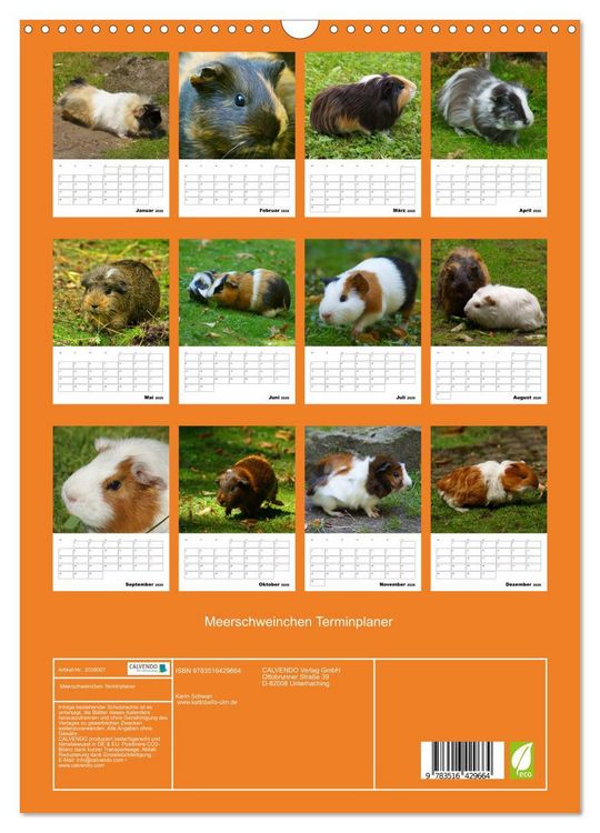 Produktbild: Meerschweinchen Terminplaner (Wandkalender 2026 DIN A3 hoch), CALVENDO Monatskalender