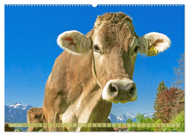 Produktbild: Kuh-Idylle: Suchen Sie die Ruhe in der Natur? (hochwertiger Premium Wandkalender 2026 DIN A2 quer), Kunstdruck in Hochglanz