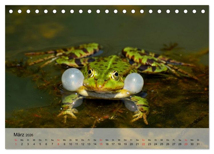 Produktbild: Frosch m&uuml;sste man sein! (Tischkalender 2026 DIN A5 quer), CALVENDO Monatskalender
