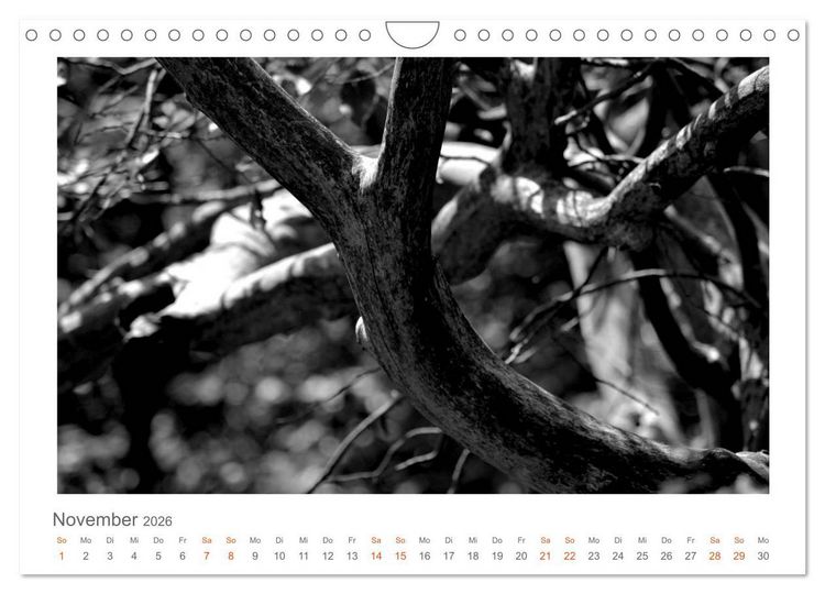 Produktbild: Quo Vadis? W&auml;lder und Wege in der R&ouml;hn, L&uuml;neburger Heide und der Mecklenburgischen Seenplatte (Wandkalender 2026 DIN A4 quer), CALVENDO Monatskalender