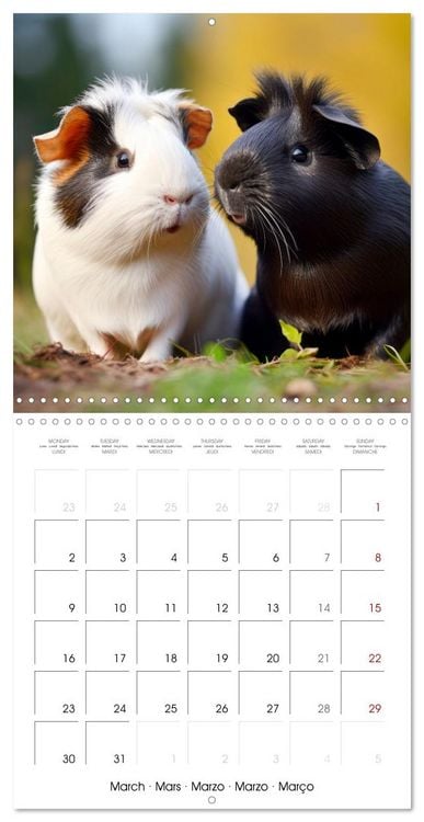 Produktbild: Sweet GUINEA PIGS (Wall Calendar 2026 12 &times; 12 Inch) CALVENDO 12 Month Wall Calendar