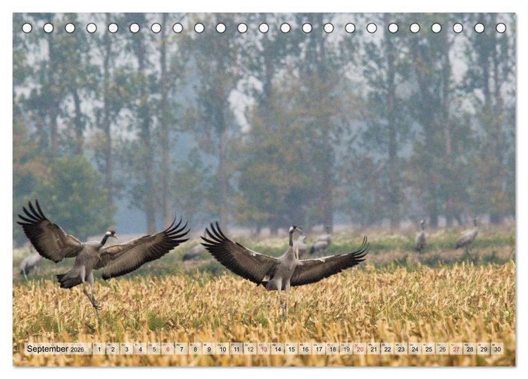 Produktbild: Kraniche auf dem Weg nach S&uuml;den (Tischkalender 2026 DIN A5 quer), CALVENDO Monatskalender