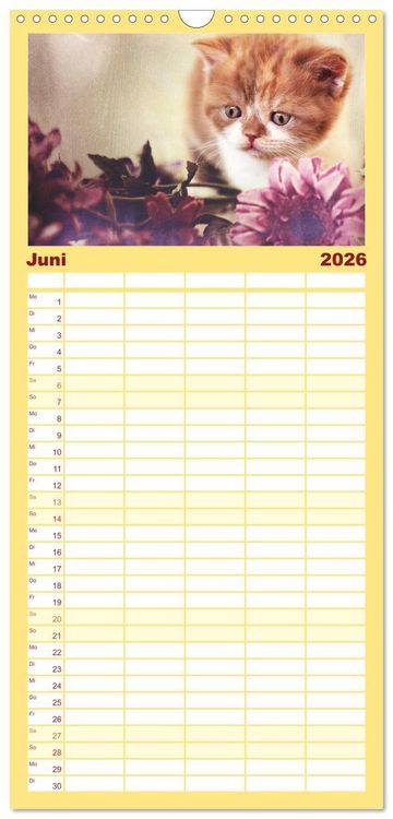 Produktbild: Familienplaner 2026 - Niedliche BKH Katzenkinder mit 5 Spalten (Wandkalender, 21 x 45 cm) CALVENDO