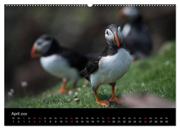 Produktbild: Papageientaucher 2026 (Wandkalender 2026 DIN A2 quer), CALVENDO Monatskalender