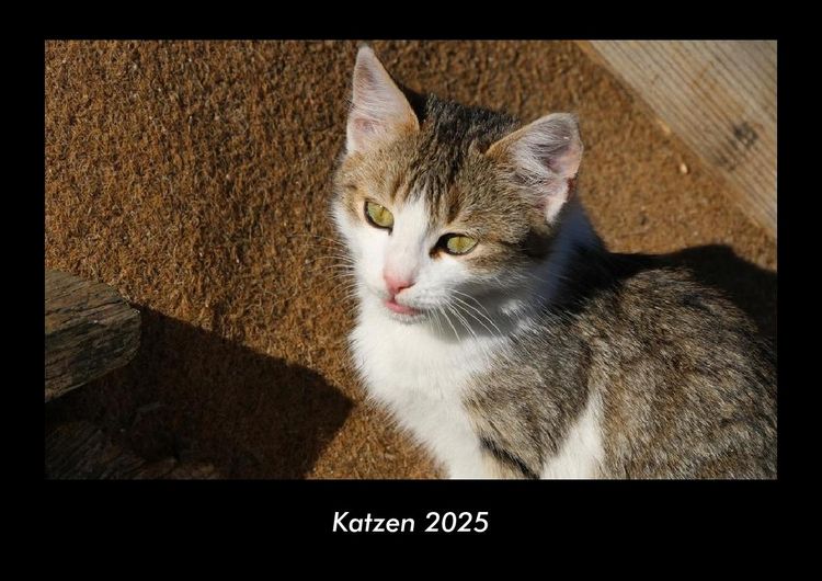 Produktbild: Katzen 2025 Fotokalender DIN A3