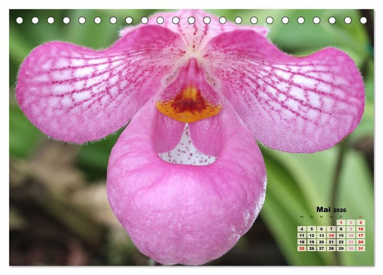 Produktbild: Sch&ouml;nste Orchideen (Tischkalender 2026 DIN A5 quer), CALVENDO Monatskalender