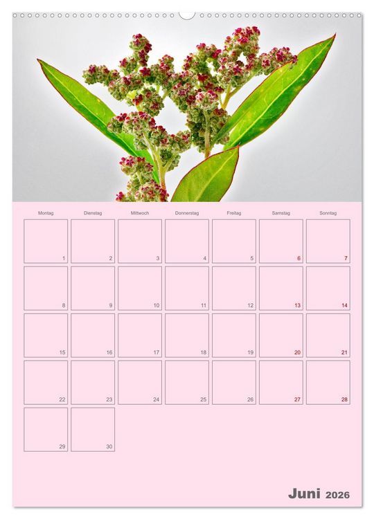 Produktbild: Blumenmetamorphosen (Wandkalender 2026 DIN A2 hoch), CALVENDO Monatskalender