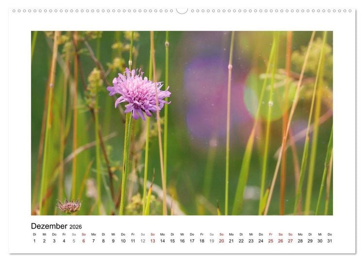 Produktbild: Mein Sehnsuchtsort, die Blumenwiese (Wandkalender 2026 DIN A2 quer), CALVENDO Monatskalender