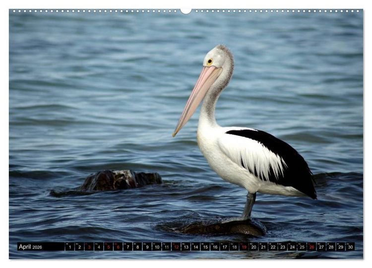 Produktbild: Die Tierwelt in Australien (Wandkalender 2026 DIN A2 quer), CALVENDO Monatskalender