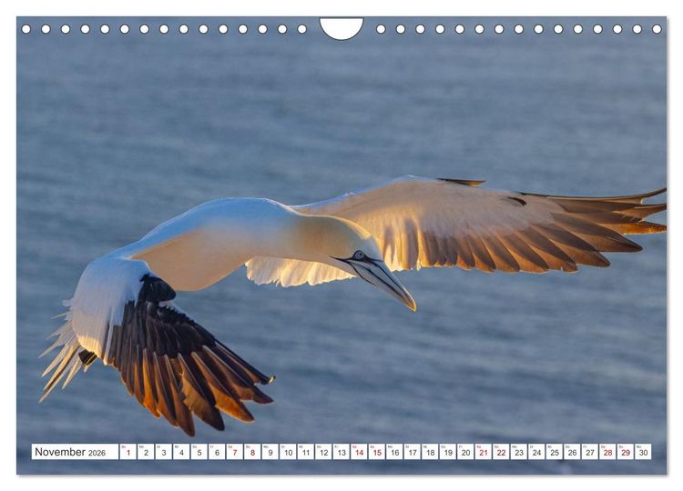 Produktbild: Basst&ouml;lpel - Helgolands faszinierende V&ouml;gel (Wandkalender 2026 DIN A4 quer), CALVENDO Monatskalender