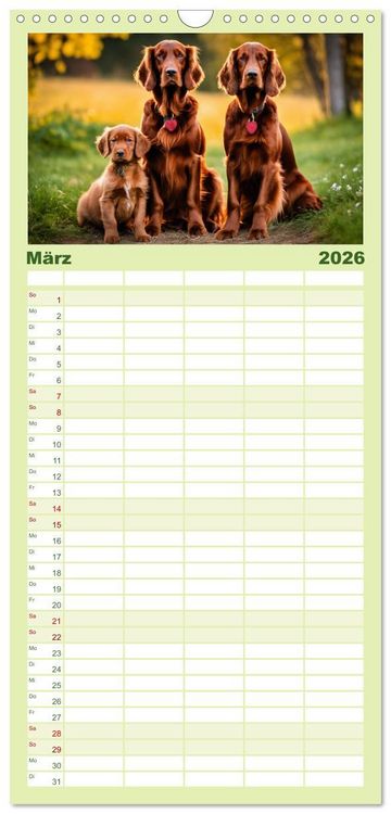 Produktbild: Familienplaner 2026 - Irish Setter - Anmut pur mit 5 Spalten (Wandkalender, 21 x 45 cm) CALVENDO