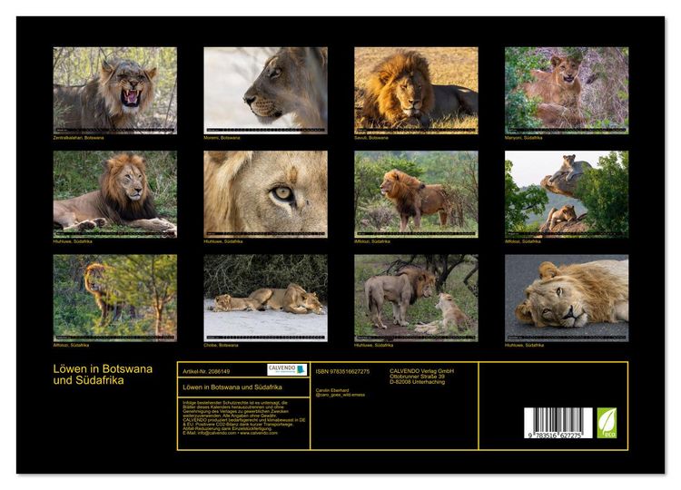 Produktbild: L&ouml;wen in Botswana und S&uuml;dafrika (Wandkalender 2026 DIN A3 quer), CALVENDO Monatskalender