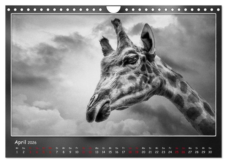 Produktbild: Tieren ins Gesicht geschaut (Wandkalender 2026 DIN A4 quer), CALVENDO Monatskalender