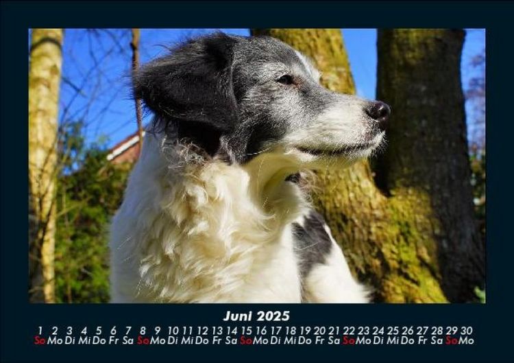 Produktbild: Der Hundekalender 2025 Fotokalender DIN A5