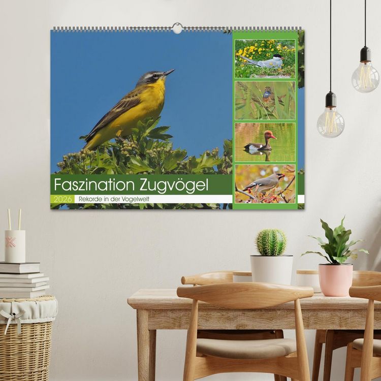 Produktbild: Faszination Zugv&ouml;gel - Rekorde in der Vogelwelt (Wandkalender 2026 DIN A2 quer), CALVENDO Monatskalender