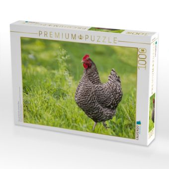 Produktbild: CALVENDO Puzzle Plymouth Rock Huhn auf gr&uuml;ner Wiese | 1000 Teile Lege-Gr&ouml;&szlig;e 64x48cm Foto-Puzzle f&uuml;r gl&uuml;ckliche Stunden